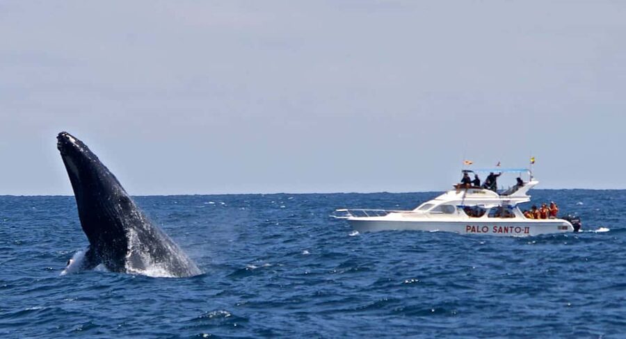 From Punta Cana: Samana Bay Whale-Watching Cruise with Lunch - Is $140 a fair price?