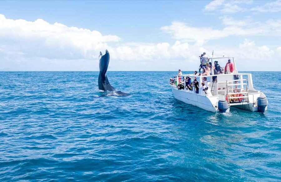 From Punta Cana: Samana Bay Whale-Watching Cruise with Lunch - Weather and wildlife can change the whole day