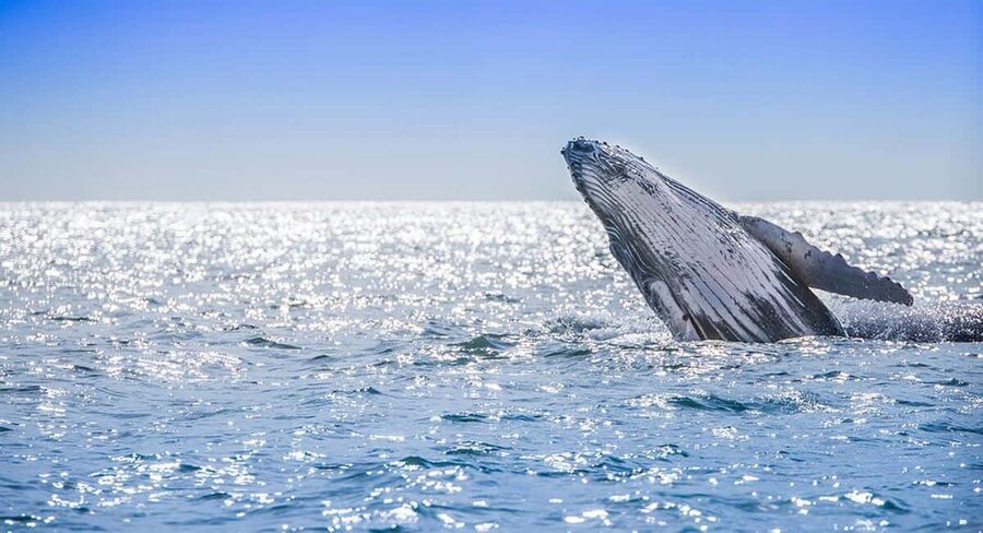From Punta Cana: Samana Bay Whale-Watching Cruise with Lunch - Who will enjoy this Punta Cana excursion?