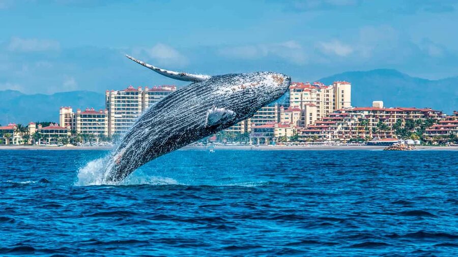 From Punta Cana: Samana Bay Whale-Watching Cruise with Lunch - The whale cruise rewards patience
