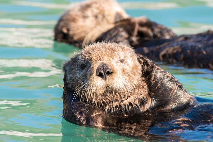 From Seward: Kenai Fjords National Park Cruise with Lunch - Wildlife comes before the glacier finale