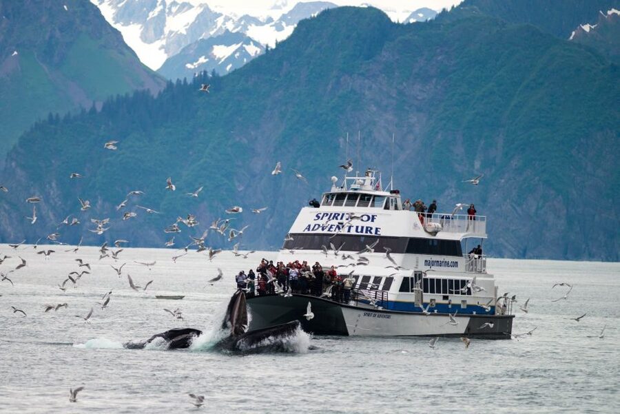 From Seward: Kenai Fjords National Park Cruise with Lunch - Bear Glacier and the route toward the Gulf