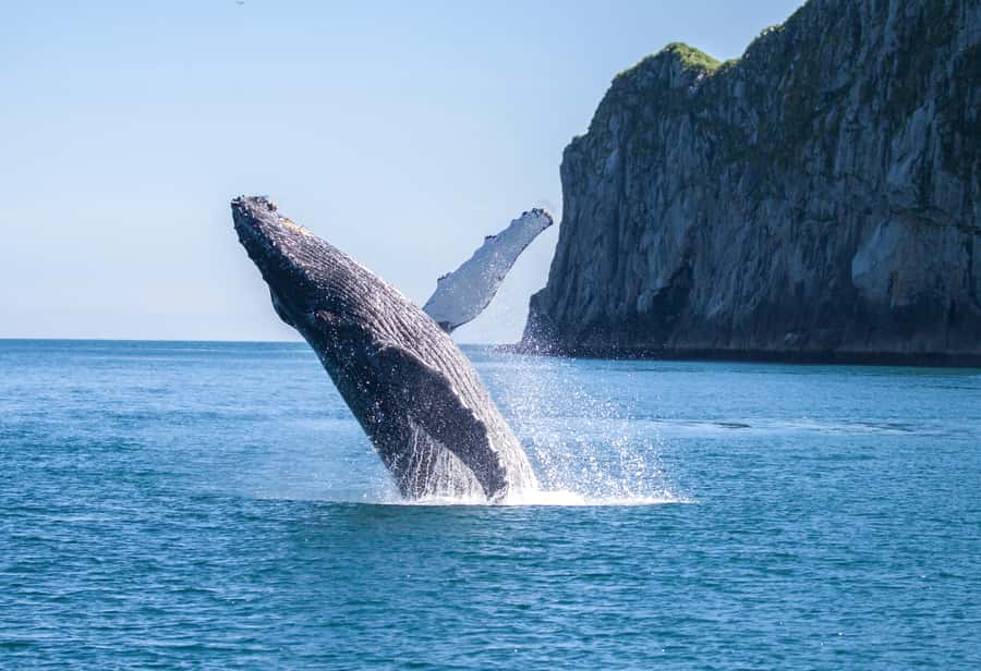 From Seward: Kenai Fjords National Park Cruise with Lunch - Staying warm makes the day much better