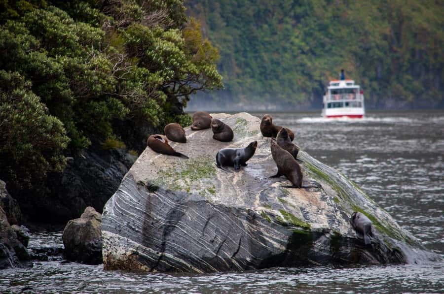 From Te Anau: Milford Sound Small-Group Tour Including Lunch - Lake Gunn, Falls Creek, and the Hollyford River