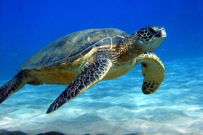 Full-Day Mussandam Cruise with Lunch Dibba - Who should book this cruise?