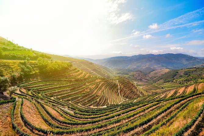 Full Day, Wine Tasting, River Cruise and Lunch from Porto - Key points to know before booking