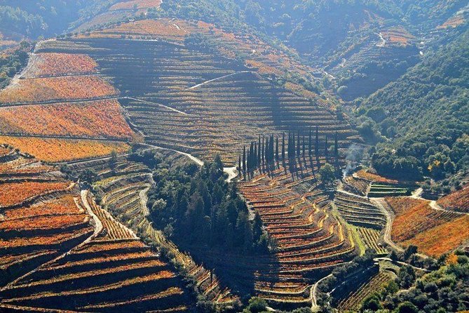 Full Day, Wine Tasting, River Cruise and Lunch from Porto - Why this Douro day works well