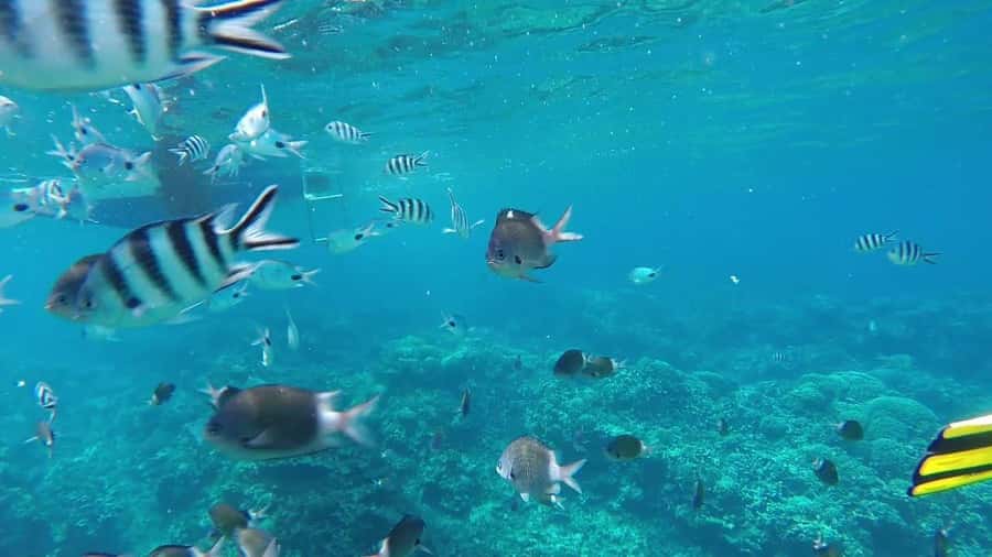 Grand Baie: Catamaran 3 Islands Cruise & Lunch on the Island - Key points to know before you book