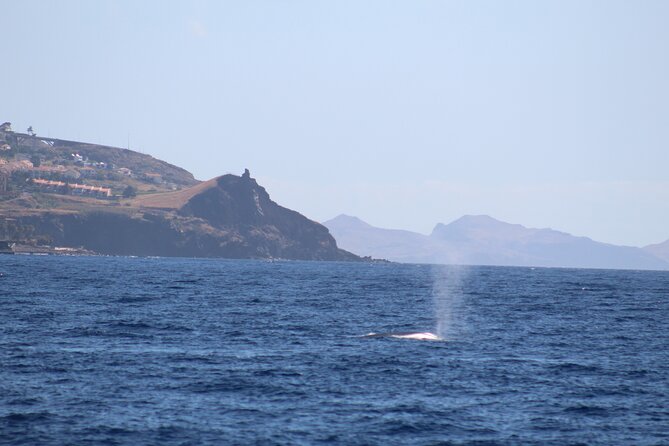 Half Day Madeira Island Cruise with Lunch - Watching for dolphins, whales, and turtles