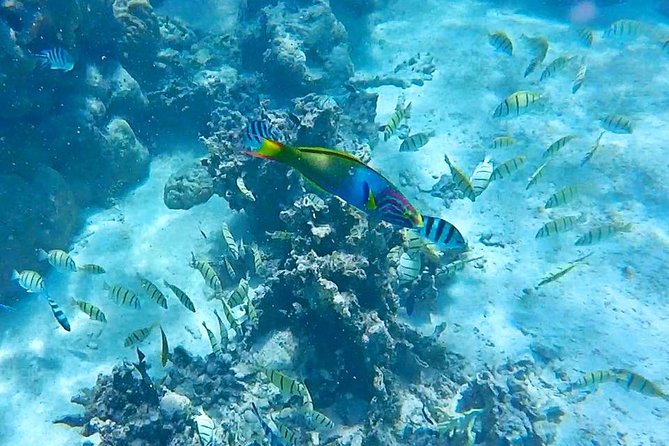 Half-Day Muri Lagoon BBQ Lunch Cruise including Snorkeling - Glass-bottom views before you get wet