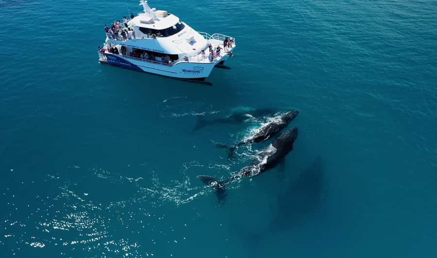 Hervey Bay: Half-Day Whale Watching Cruise with Meal - Key points to know before you book