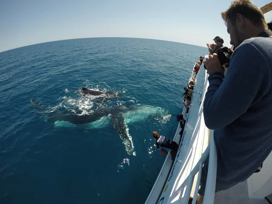 Hervey Bay: Half-Day Whale Watching Cruise with Meal - Should you book the Whalesong half-day cruise?