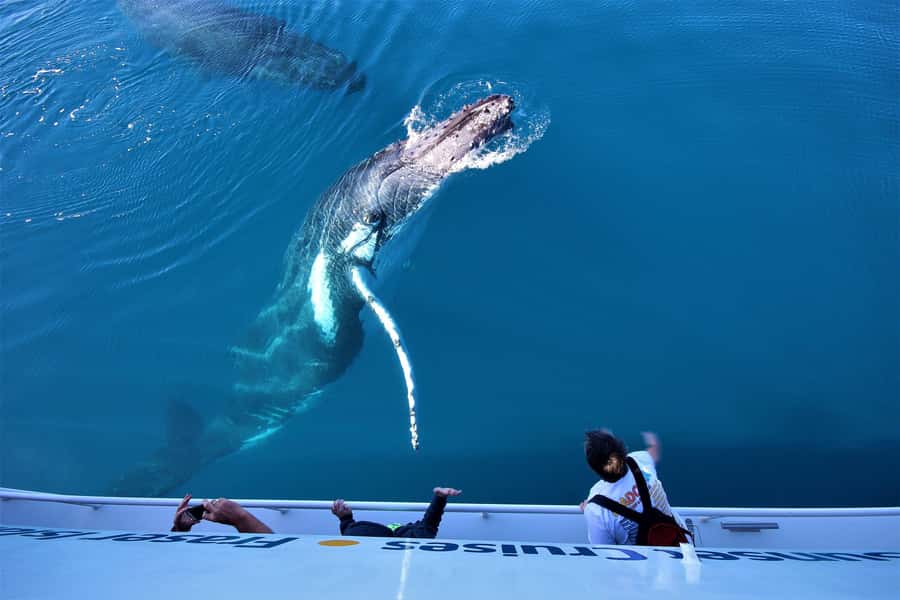Hervey Bay: Half-Day Whale Watching Cruise with Meal - Four hours of whale watching, not four hours of rushing