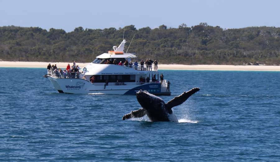 Hervey Bay: Half-Day Whale Watching Cruise with Meal - Small details that make the day easier