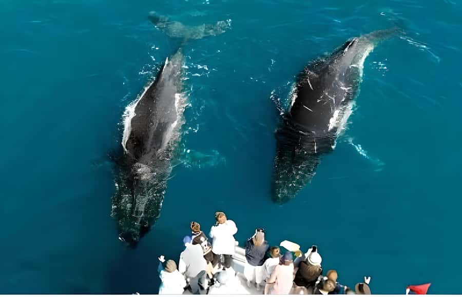 Hervey Bay Whale Odyssey Cruise - Key details that shape the day