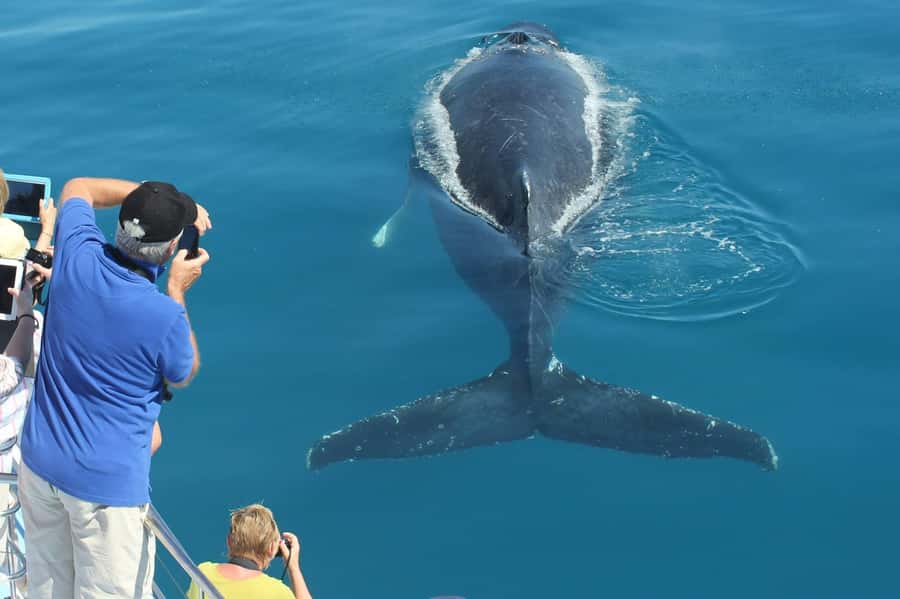 Hervey Bay Whale Odyssey Cruise - A six-hour whale day from Great Sandy Straits Marina