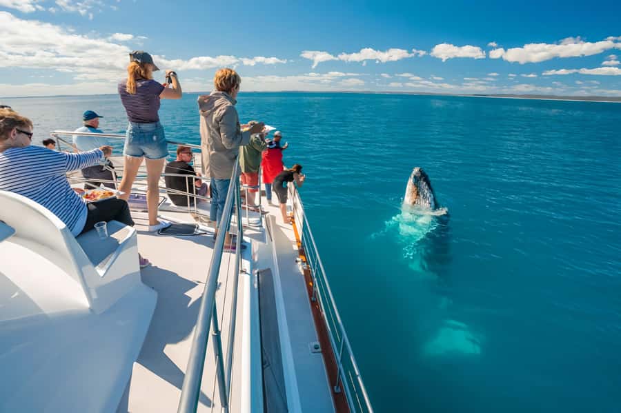 Hervey Bay Whale Odyssey Cruise - Why the whale encounters can last longer