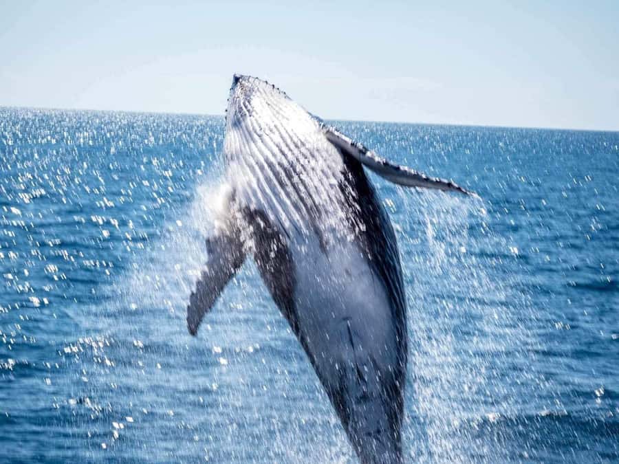 Hervey Bay Whale Odyssey Cruise - Three decks, a water-level platform, and whale song