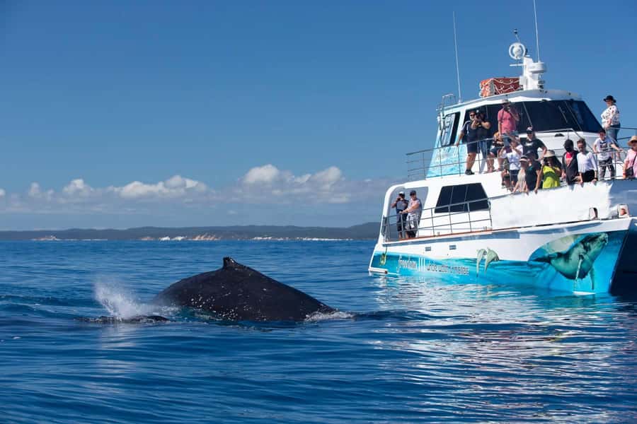 Hervey Bay Whale Odyssey Cruise - Food that makes the price easier to judge