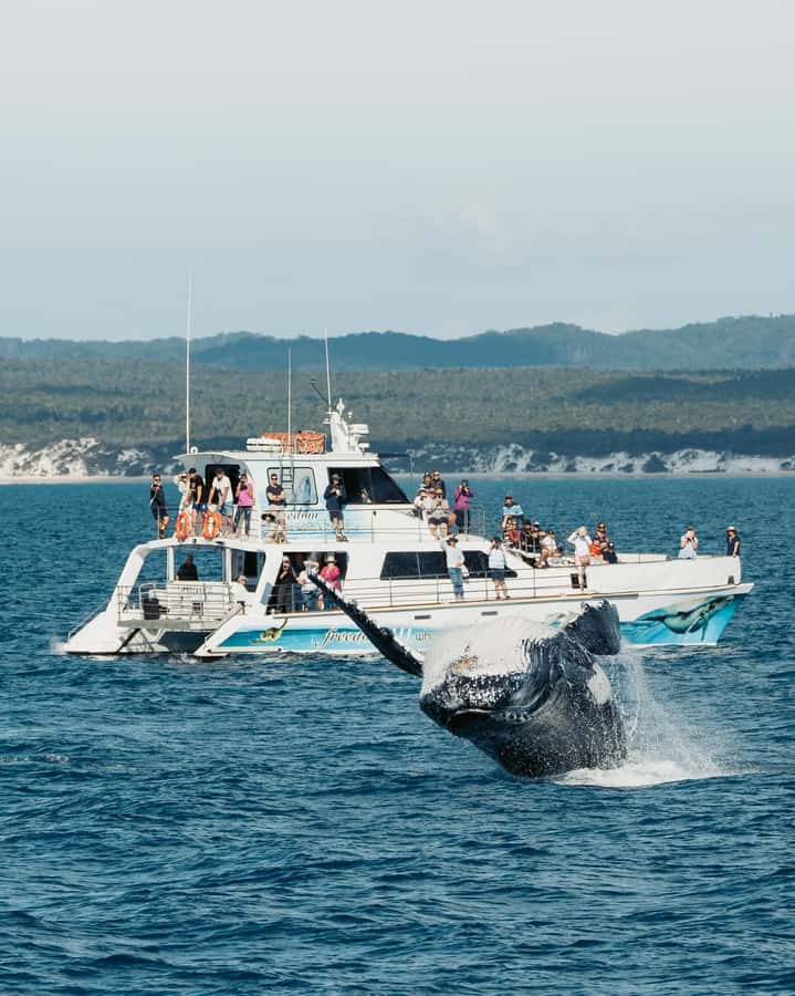 Hervey Bay Whale Odyssey Cruise - The crew and commentary