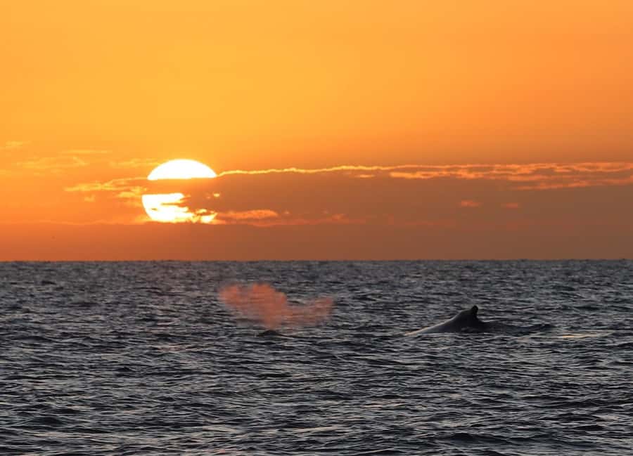 Hervey Bay Whale Odyssey Cruise - Who should book Freedom