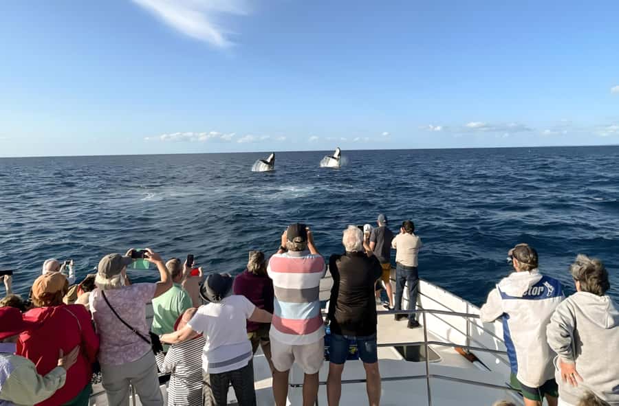 Hervey Bay Whale Odyssey Cruise - Booking value, cancellation, and practical planning
