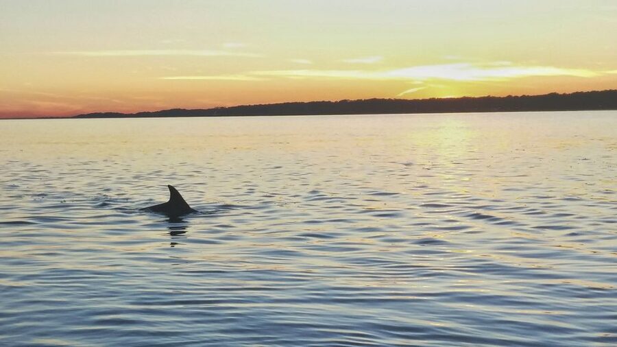 Hilton Head Island: Dolphin Watching 3-Course Dinner Cruise - Key points to know before booking
