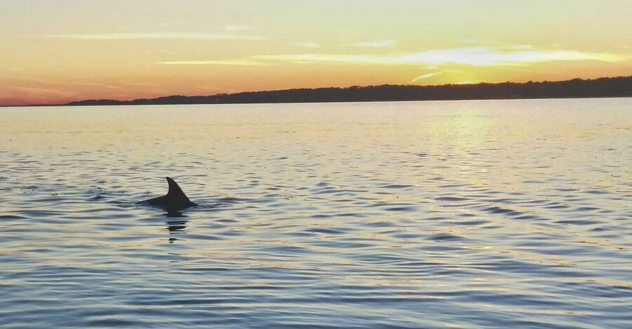 Hilton Head Island: Dolphin Watching 3-Course Dinner Cruise - What the dinner includes