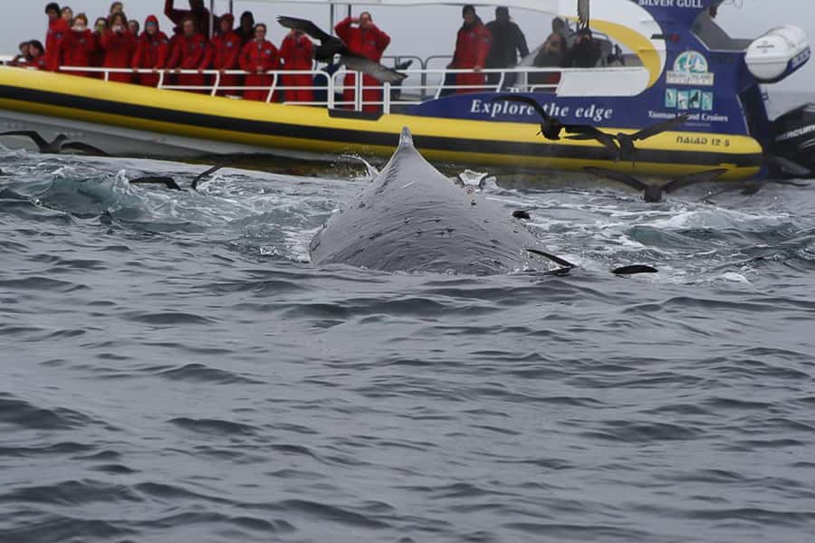 Hobart: Bruny Island Wilderness Coast Eco Cruise with Lunch - The Neck and island sightseeing before the boat