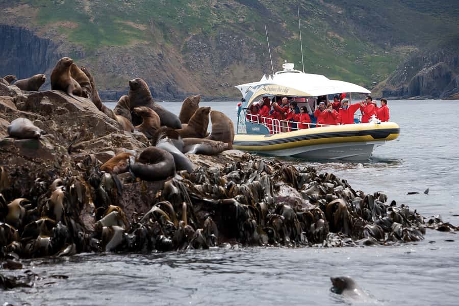 Hobart: Bruny Island Wilderness Coast Eco Cruise with Lunch - Wildlife at Friar Rocks and beyond