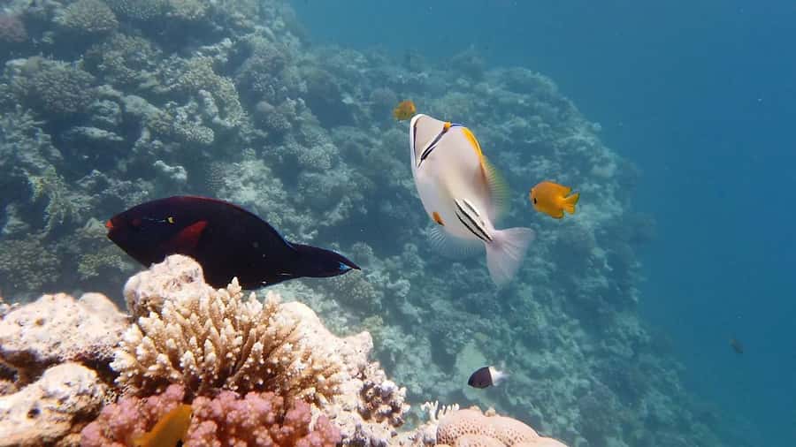 Hurghada: Premium Island Cruise with Lunch and snorkeling - Key points at a glance