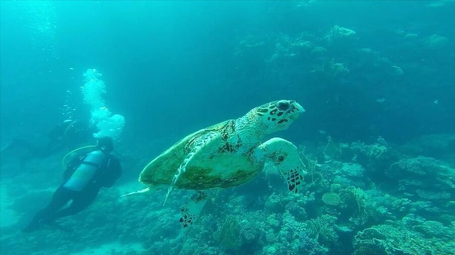 Hurghada: Premium Island Cruise with Lunch and snorkeling - Should you book the Egypt Sun Marine Fleet cruise?