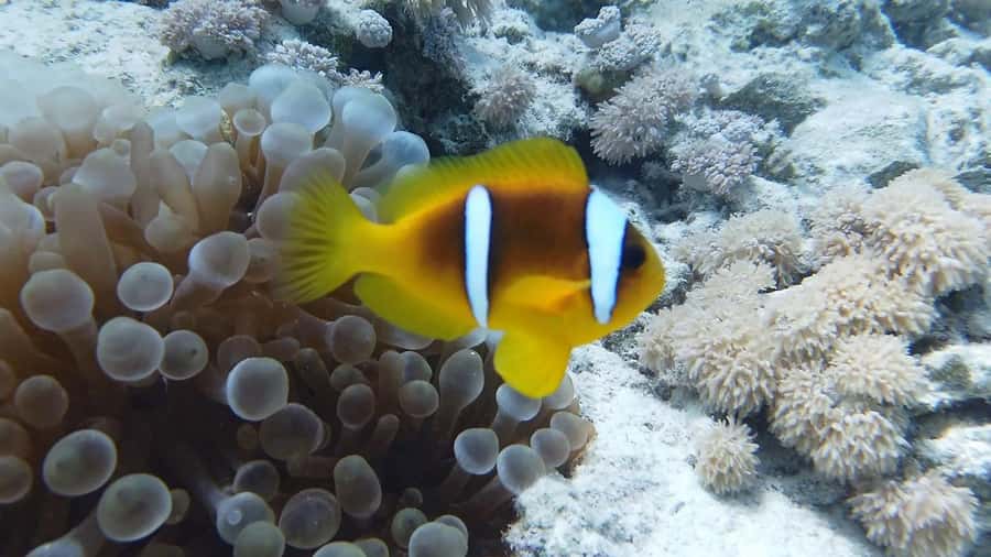 Hurghada: Premium Island Cruise with Lunch and snorkeling - Pickup from Hurghada and the transfer trade-off