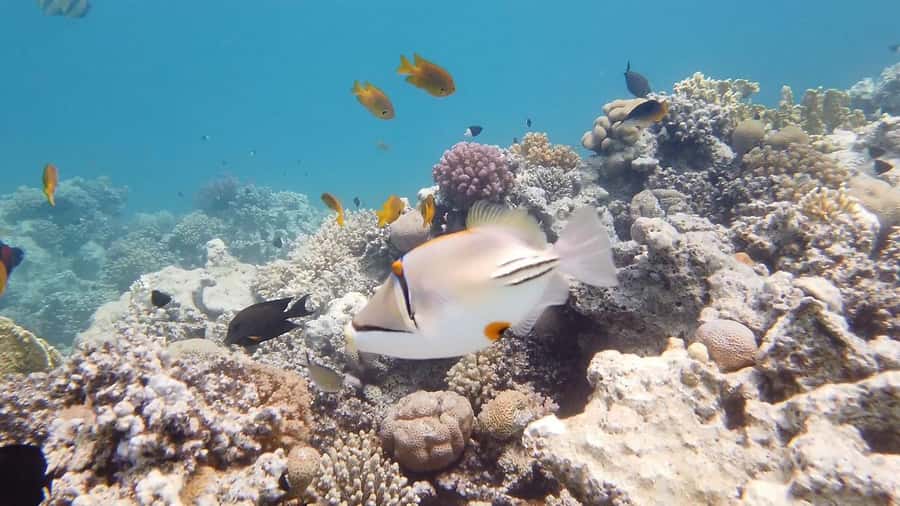 Hurghada: Premium Island Cruise with Lunch and snorkeling - How the $31 price compares with the day you receive