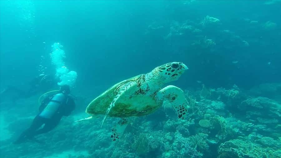 Hurghada: Premium Island Cruise with Lunch and snorkeling - Who will enjoy this cruise most