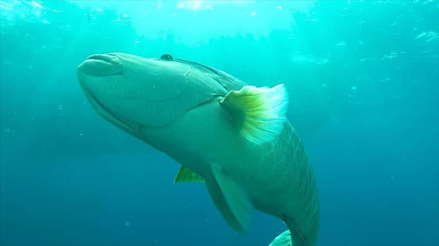 Hurghada: Premium Island Cruise with Lunch and snorkeling - What to bring and what to confirm