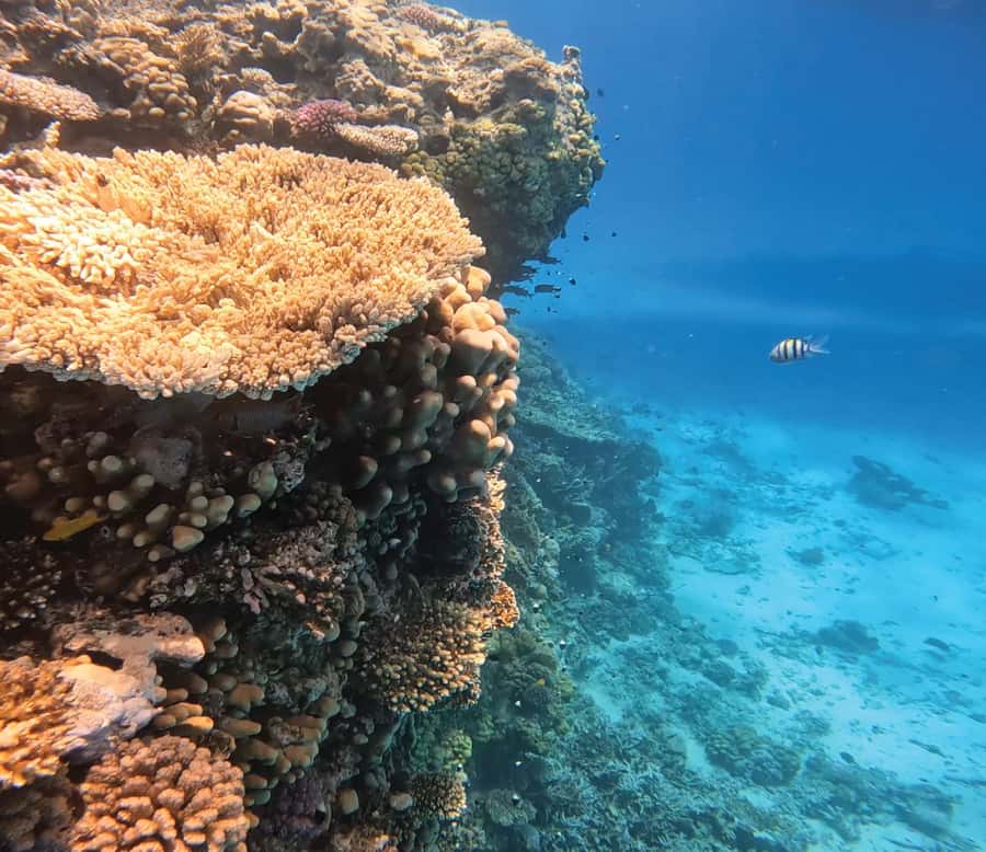 Hurghada: Premium Orange Island Cruise with Lunch & Transfer - Key points at a glance