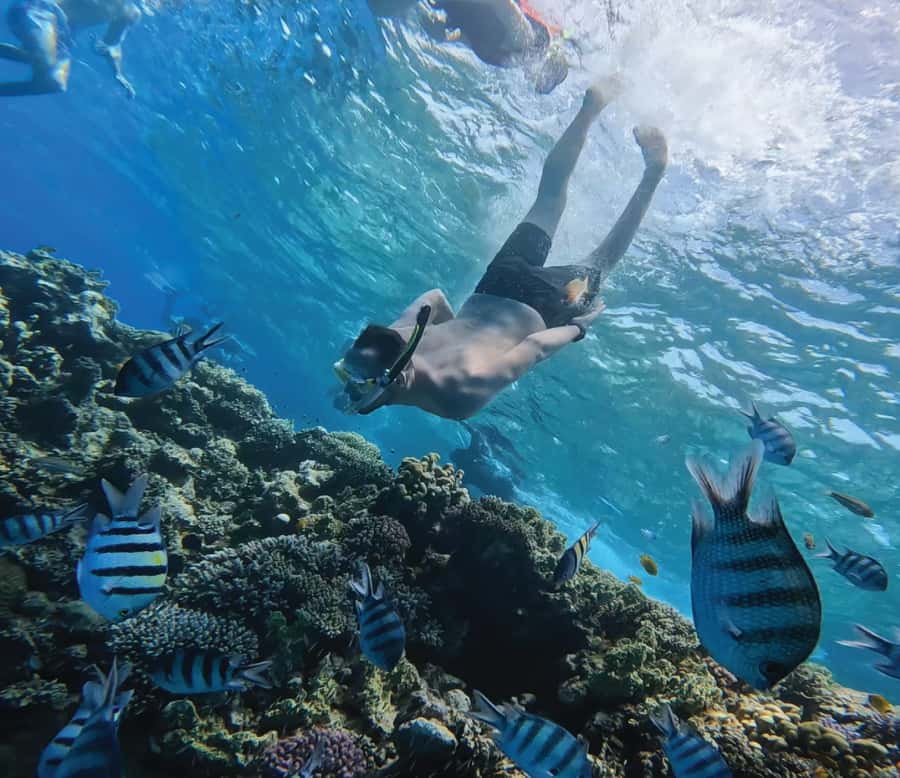 Hurghada: Premium Orange Island Cruise with Lunch & Transfer - Two reef stops bring the Red Sea to life