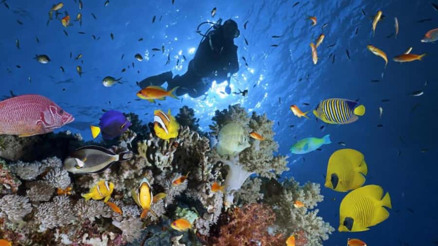 Hurghada: Scuba Diving cruise with lunch & pickup - Should you book it?