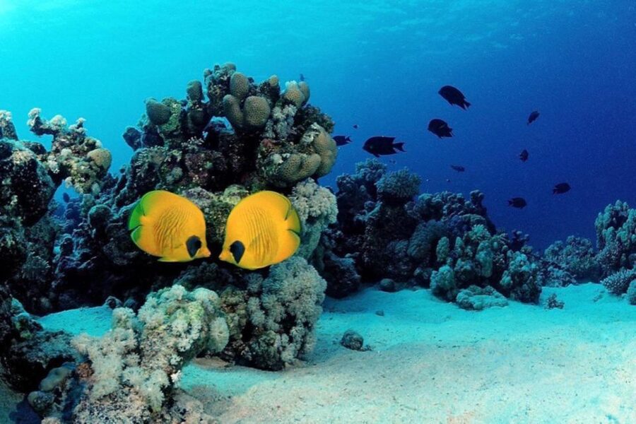 Hurghada: Scuba Diving cruise with lunch & pickup - A second reef visit and the lunch break