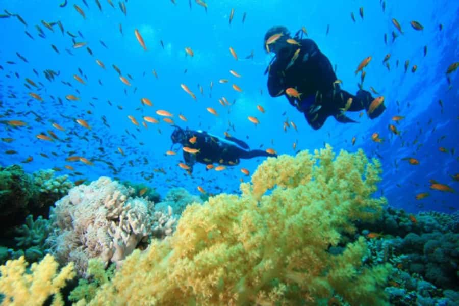 Hurghada: Scuba Diving cruise with lunch & pickup - Is $40 good value for Hurghada?
