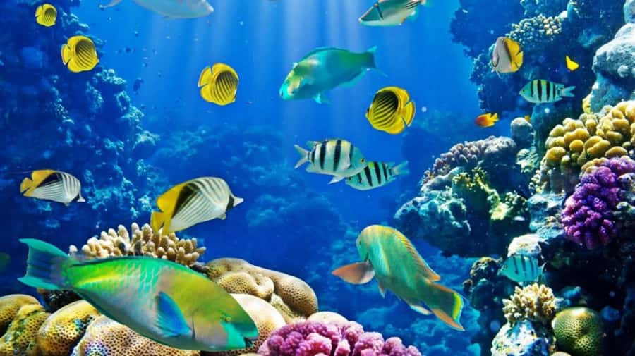 Hurghada: Scuba Diving cruise with lunch & pickup - Who should book this Red Sea outing?