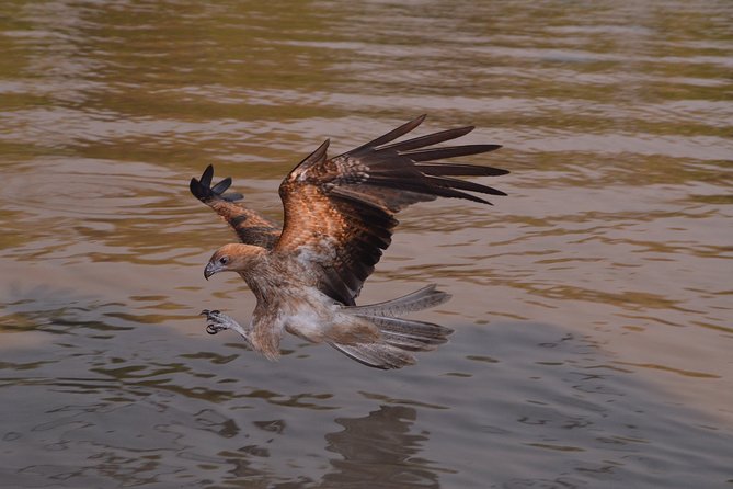 Jumping Crocodile Cruise with lunch - Key points to know before booking