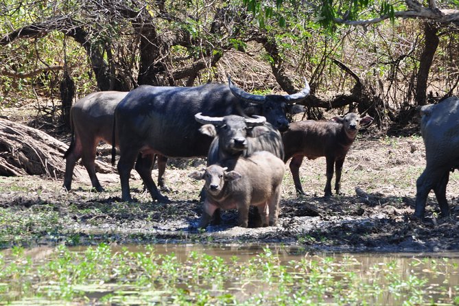 Jumping Crocodile Cruise with lunch - Why the Adelaide River crocodile cruise is the main event