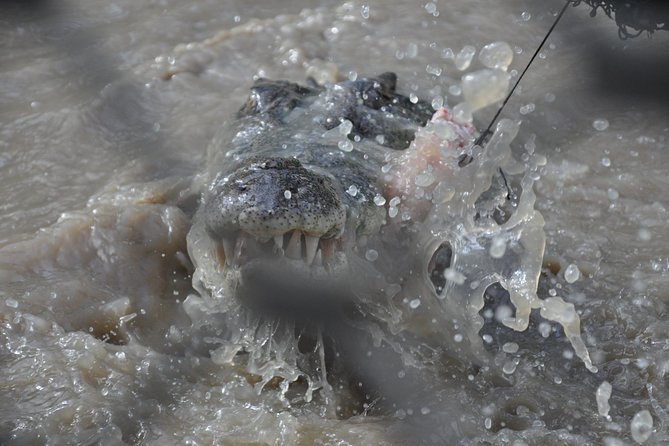 Jumping Crocodile Cruise with lunch - Should you book the Jumping Crocodile Cruise with lunch?
