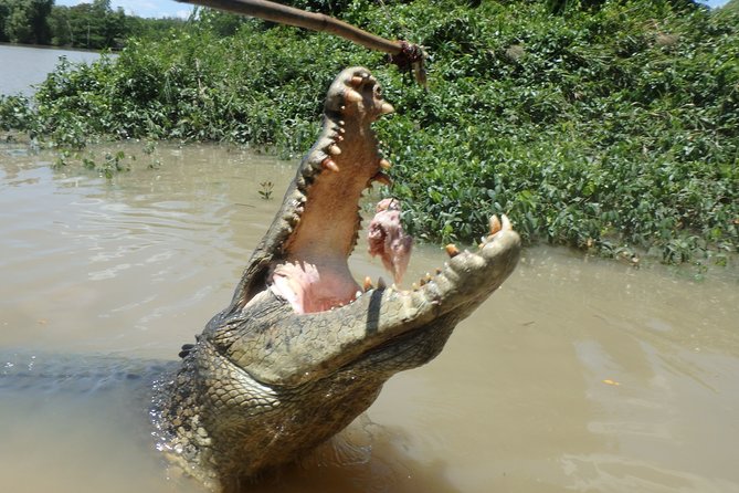 Jumping Crocodile Cruise with lunch - Fogg Dam, 45 minutes among wetland birds