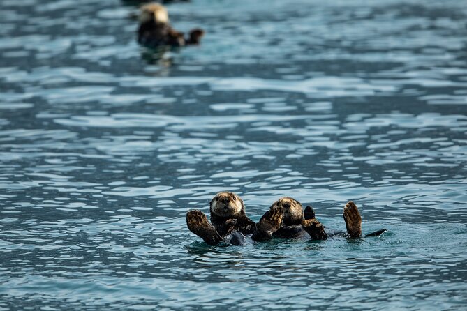 Kenai Fjords National Park Glacier Dinner Cruise from Seward - Aialik Bay and the glacier choice