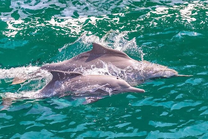 Khasab Musandam Full Day dhow cruise with lunch and Snorkeling - Leaving Khasab Harbor at 10:00 a.m.