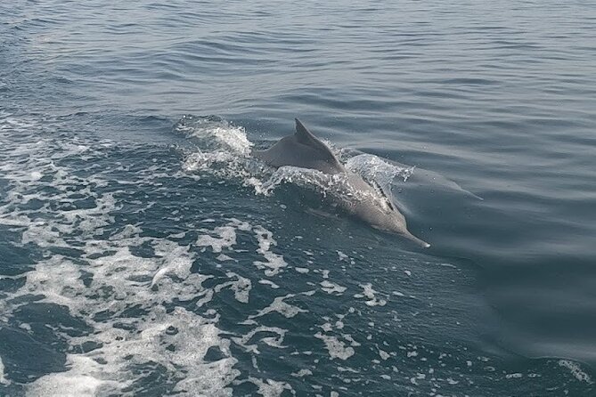Khasab Musandam Full Day dhow cruise with lunch and Snorkeling - Telegraph Island and the First Swim