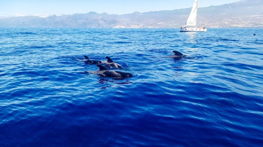 Los Gigantes: Whales and Dolphin Watching Cruise with Lunch - Key points to know before booking